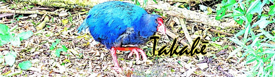 Takahē – Porphyrio hochstetteri – Südinseltakahe – South Island takahe