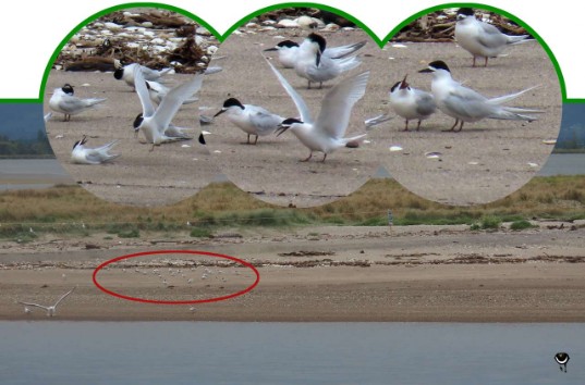 Tara – Sterna striata  – Taraseeschwalbe – White fronted tern