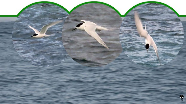 Tara - Sterna striata  – Taraseeschwalbe – White fronted tern
