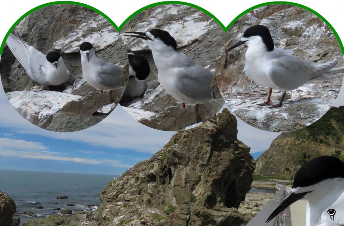 Tara – Sterna striata  – Taraseeschwalbe – White fronted tern