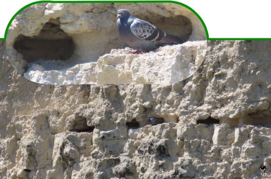 Kererū aropari– Columba livia – Felsentaube/Straßentaube – Rock pigeon