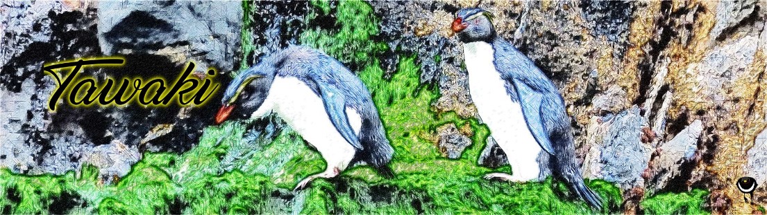 Tawaki, Eudyptes pachyrhynchus, Fjordlandpinguin, Fiordland crested penguin