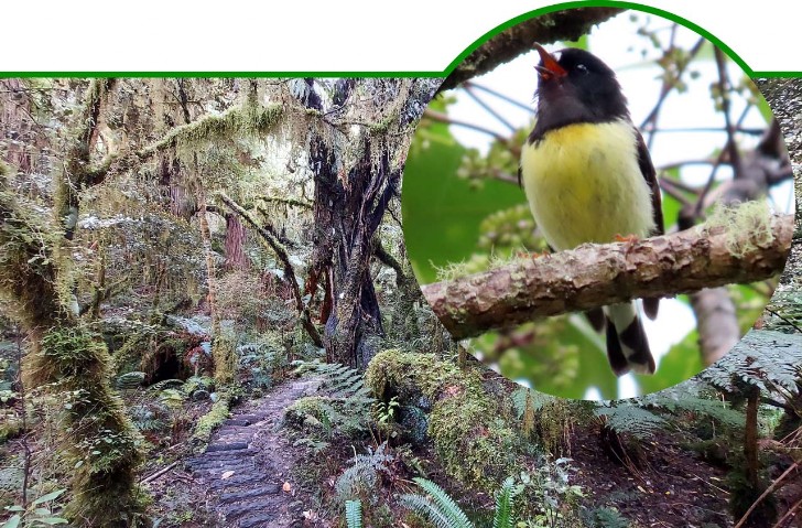 Miromiro, Petroica macrocephala, Maorischnäpper, Tomtit