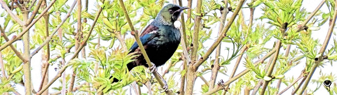 Tūī - Prosthemadera novaeseelandiae– Pastorenvogel-Tui 