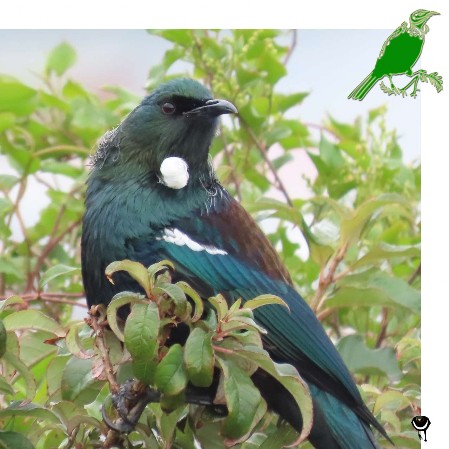 Tūī - Prosthemadera novaeseelandiae – Pastorenvogel – Tui