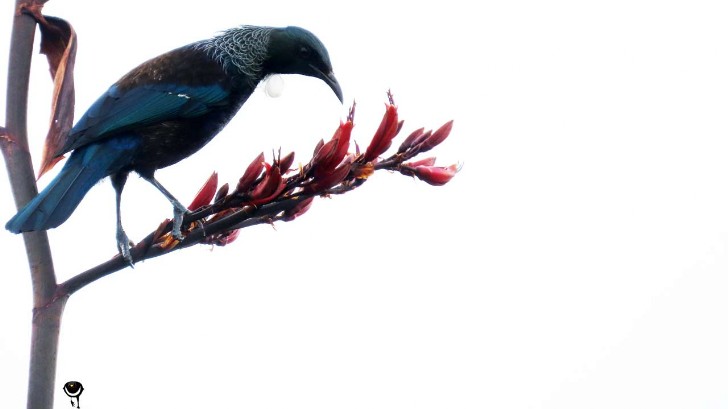 Tūī – Prosthemadera novaeseelandiae – Pastorenvogel –Tui