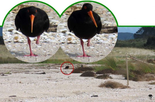 Tōrea pango – Haematopus unicolor – Neuseeländischer Austernfischer – Variable oystercatcher