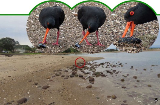 Tōrea pango – Haematopus unicolor – Neuseeländischer Austernfischer – Variable oystercatcher