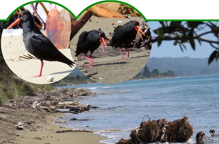 Tōrea pango – Haematopus unicolor -Neuseeländischer Austernfischer - Variable oystercatcher