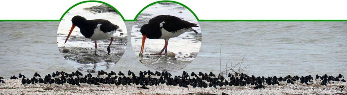 Tōrea pango – Haematopus unicolor – Neuseeländischer Austernfischer – Variable oystercatcher Tōrea pango – Haematopus unicolor – Neuseeländischer Austernfischer – Variable oystercatcher