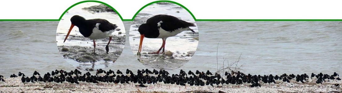 Tōrea pango – Haematopus unicolor – Neuseeländischer Austernfischer – Variable oystercatcher