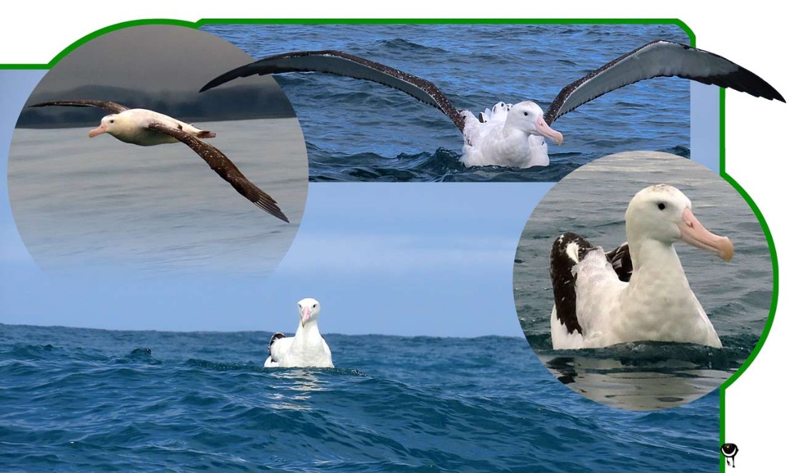 Toroa – Diomedea exulans gibsoni – Wanderalbatros– Wandering albatross