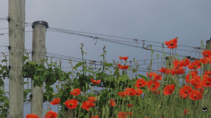 Weinberg mit Mohn