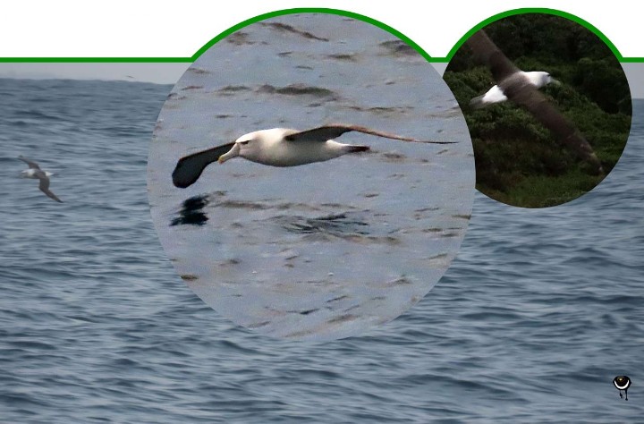New Zealand whitecapped Albatross 