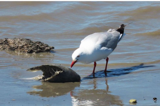 Tarāpunga – Chroicocephalus novaehollandiae scopulinus – Rotschnabelmöwe/Weißkopflachmöwe – Red billed gull