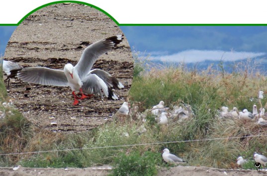 Tarāpunga – Chroicocephalus novaehollandiae scopulinus – Rotschnabelmöwe/Weißkopflachmöwe – Red billed gull