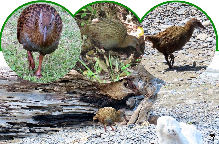 Weka - Gallirallus australis greyi – Wekaralle –Weka