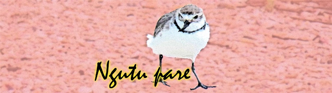 Wrybill Wrybill