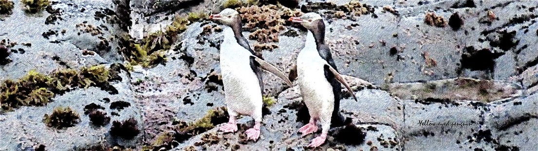 Yellow-eyed penguin