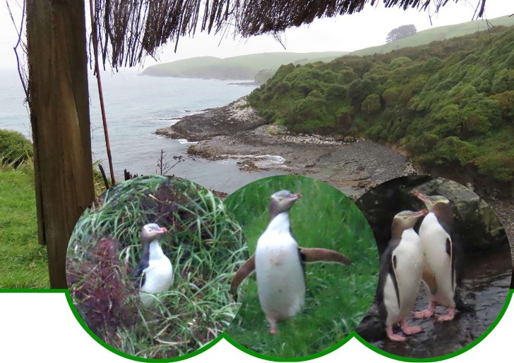 Hoiho - Megadyptes antipodes- Gelbaugenpinguin - Yellow-eyed penguin