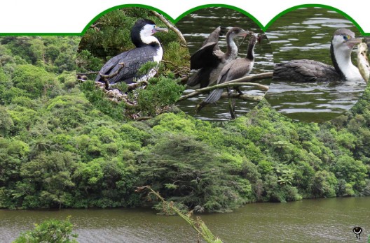 Kāruhiruhi – Phalacrocorax varius  – Elsterscharbe – Pied shag