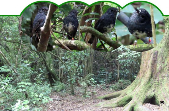 Toutouwai – Petroica longipes– Nordinsel-Langbeinschnäpper – North Island robin