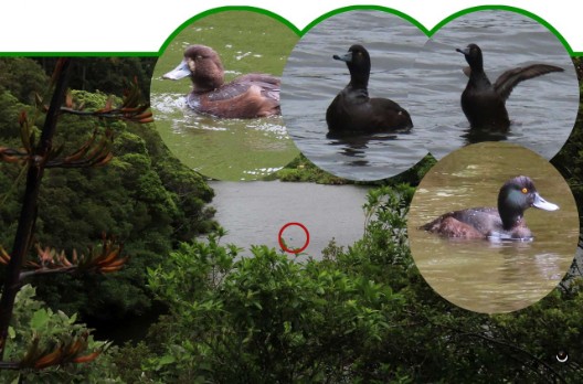 Pāpango – Aythya novaeseelandiae – Maori-Ente – New Zealand scaup