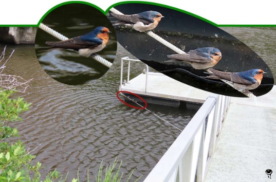 Waru – Hirundo Neoxena – Willkommens-Schwalbe – Welcome swallow