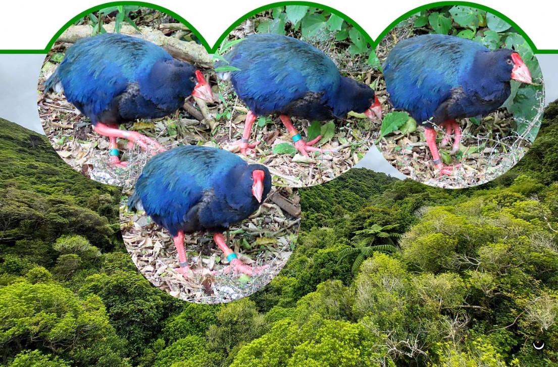 Takahē – Porphyrio hochstetteri – Südinseltakahe – South Island takahe