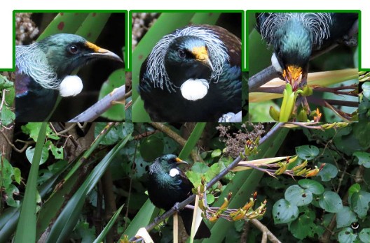 Tūī – Prosthemadera novaeseelandiae – Pastorenvogel – Tui