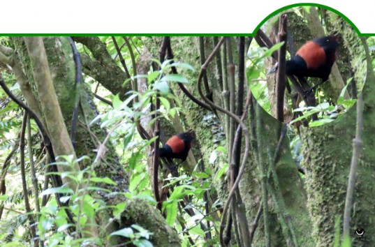 Tīeke – Philesturnus rufusater – Nordinsel-Sattelvogel – North Island saddleback