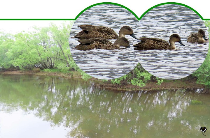 Tētē-moroiti – Anas gracilis - Australente Grauente – Grey teal