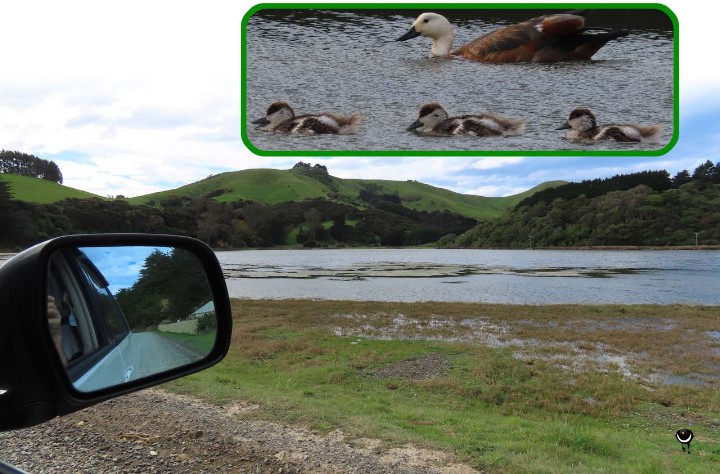 Pūtangitangi -- Tadorna variegata – Paradieskasarka - Paradise Shelduck