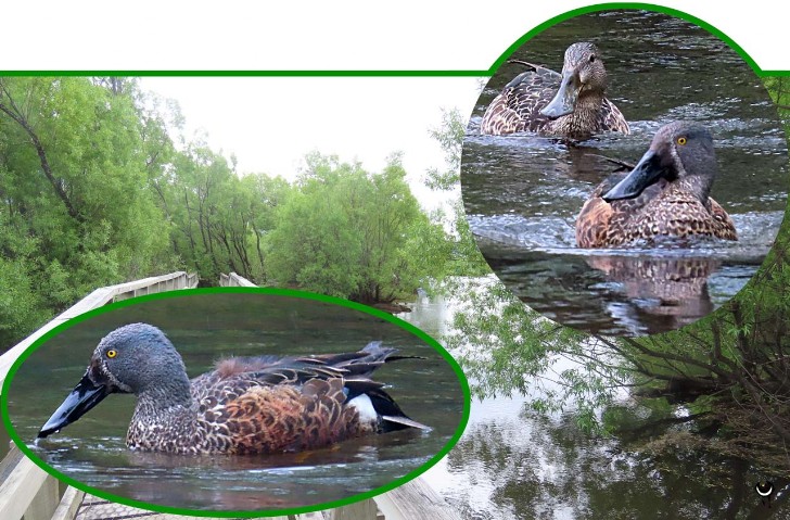 Kuruwhengi – Spatula rhynchotis – Australische Löffelente – Australasian shoveler