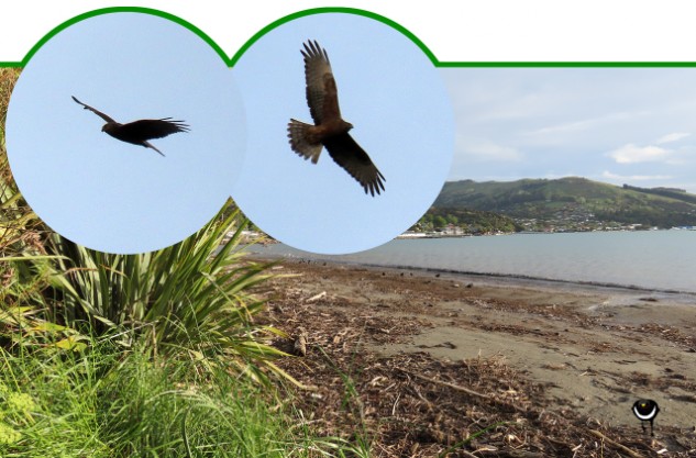 Kāhu- Circus approximans – Sumpfweihe - Swamp Harrier