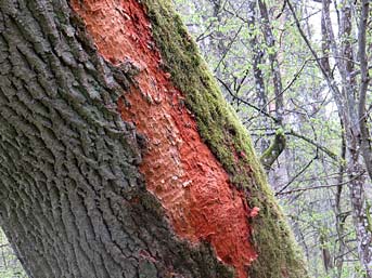 Typischer vom Weißrückenspecht bearbeiteter Baum