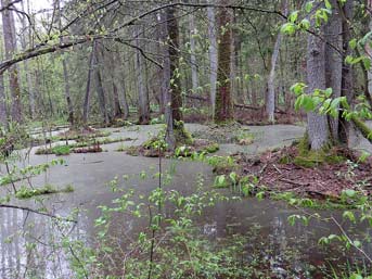 Wasser im Wald