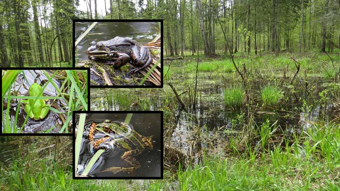 Wasserfrosch [Pelophylax „esculentus“], Laubfrosch [Hyla arborea], Moorfrosch [Rana arvalis]