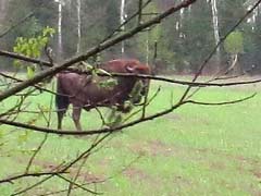 Wisent