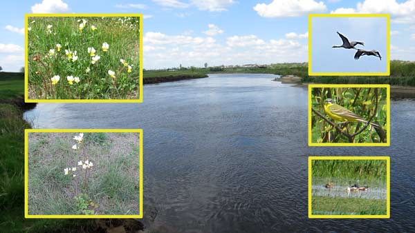 An der Narew