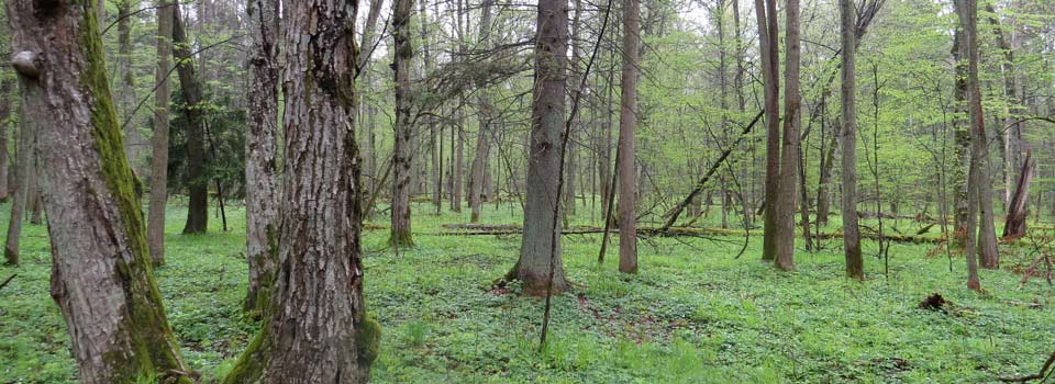 Der Urwald von Bialowieza