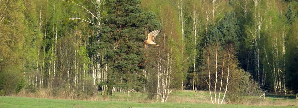 Der Urwald von Bialowieza
