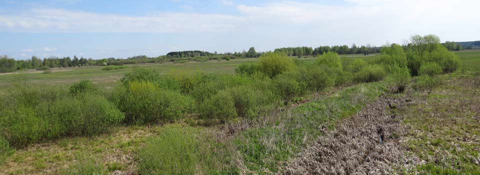 Der Urwald von Bialowieza