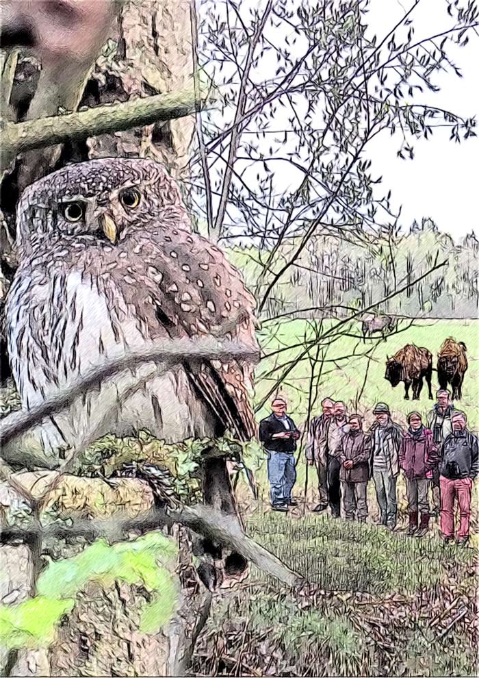 Urwald von Bialowieza