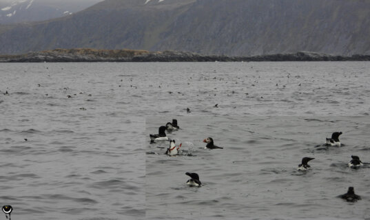 Tordalken, Trottellummen und Papageitaucher schwimmen in großer Zahl auf dem Meer vor den Vogelinseln der Gjesværstappan.