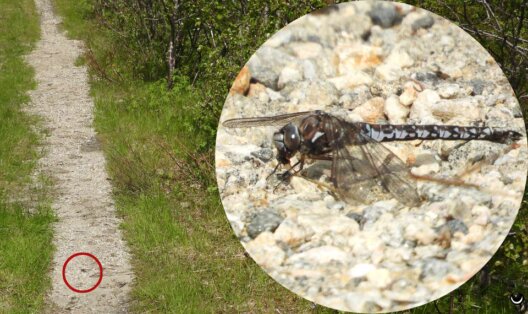 Alpen-Mosaikjungfer auf einem sonnenbeschienenen Weg im Skarsteindalen auf Andøya