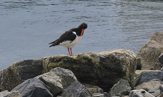 Austernfischer auf Küstenfelsen am Hafen von Andenes
