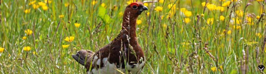 Moorschneehuhn auf Andøya zwischen Gras und gelben Blüten