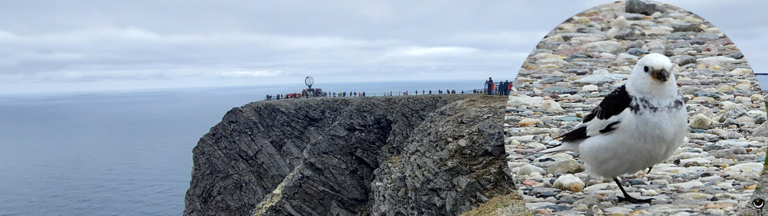 Felsklippe Nordkapp mit Schneeammer Bild-Collage