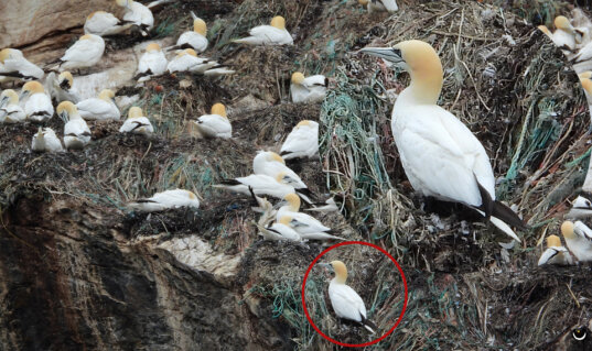Basstölpel brüten dicht gedrängt auf den Felsen der Gjesværstappan zwischen Nestern mit Pflanzenmaterial und Resten von Fischernetzen.